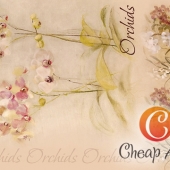 00755  Цветущая орхидея